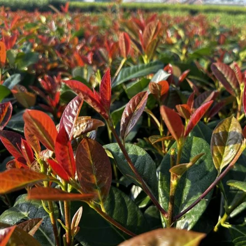 Laurowiśnia Prunus On Fire 1 szt. doniczka P9