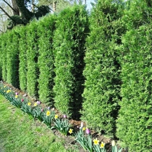 Thuja Tuja Brabant 1 szt. doniczka P9