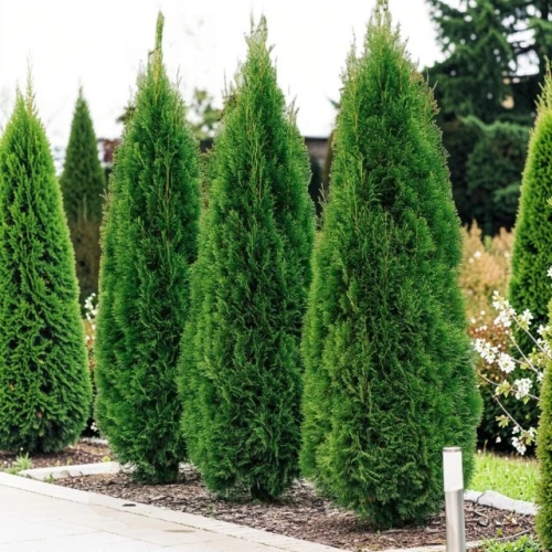 Thuja Tuja Smaragd 1 szt. doniczka P9