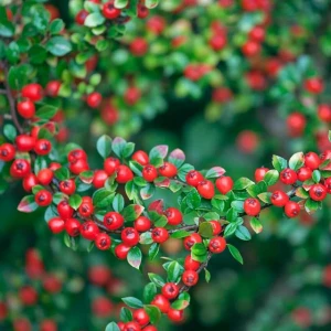 Irga szwedzka Coral Beauty 1 szt. doniczka P9