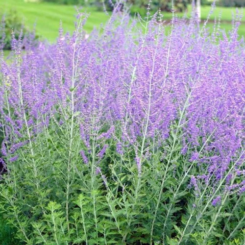 Perowskia łobodolistna Blue Spire 1 szt. doniczka P9