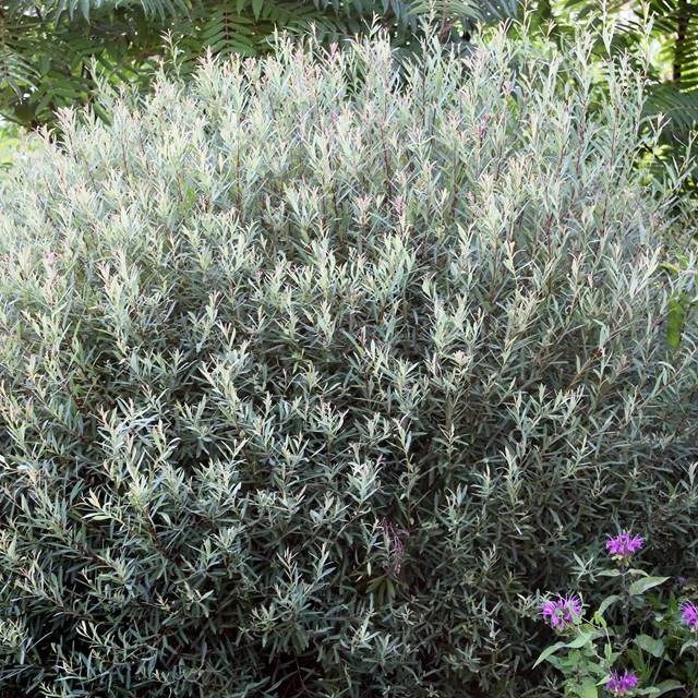 63765_60420