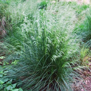 Deschampsia cespitosa Śmiałek darniowy 1 szt. doniczka C2