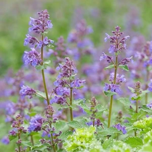 Nepeta Kocimiętka Faassena 1 szt. doniczka C2