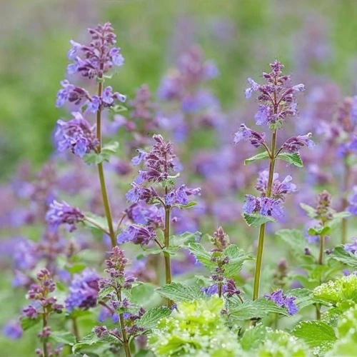 Nepeta Kocimiętka Faassena 1 szt. doniczka C2