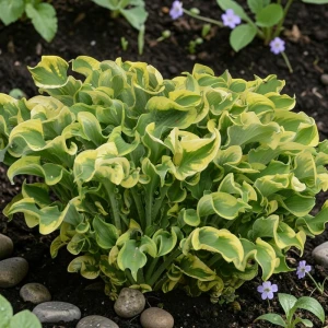 Hosta Funkia Wheee! 1 szt.
