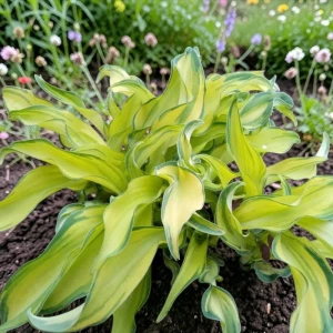 Hosta Funkia Ripple Effect 1 szt.