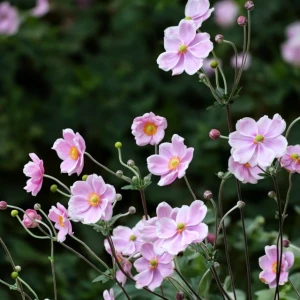 Anemon Zawilec Rose Shades 1 szt. doniczka P11