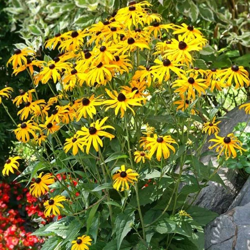 Rudbeckia Rudbekia Goldsturm 1 szt. doniczka C2