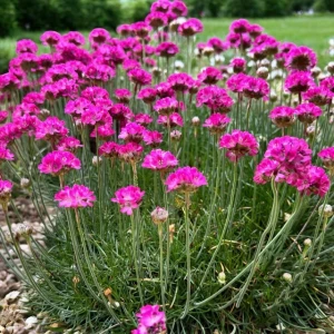 Armeria Zawciąg Splendens 1 szt. doniczka P11
