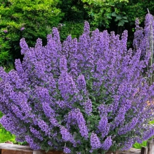 Nepeta Kocimiętka Walker's Low 1 szt. doniczka P11