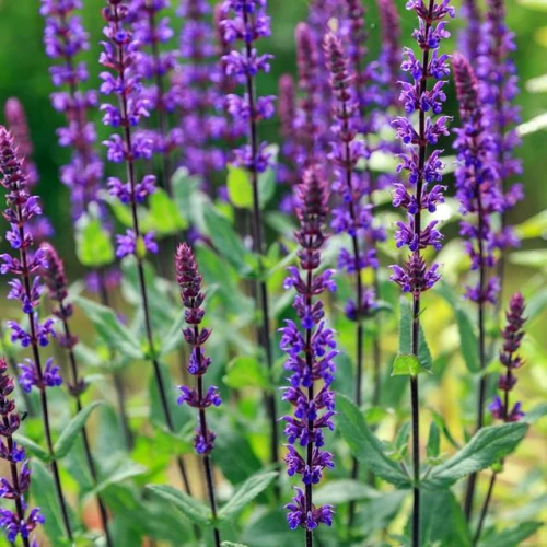 Salvia Szałwia omszona Caradonna 1 szt. doniczka P11