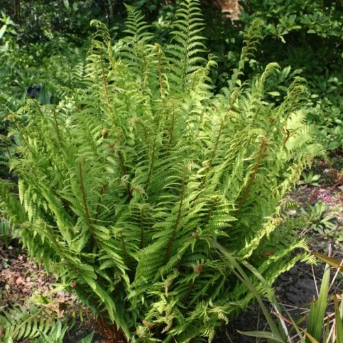 Dryopteris filix-mas Narecznica samcza 1 szt. doniczka P9