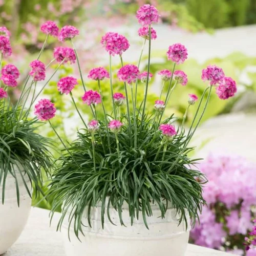 Armeria Zawciąg nadmorski Abbey Deep Rose 1 szt. doniczka P9