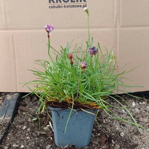 Armeria Zawciąg Dusseldorfer Stolz 1 szt. P9