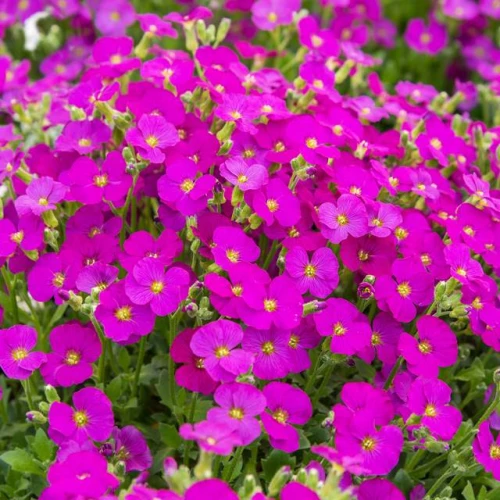 Żagwin drobny Florado Rose Red 1 szt. doniczka P9