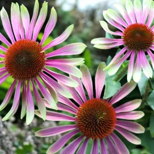Echinacea Jeżówka purpurea Green Twister 1 szt. doniczka P9