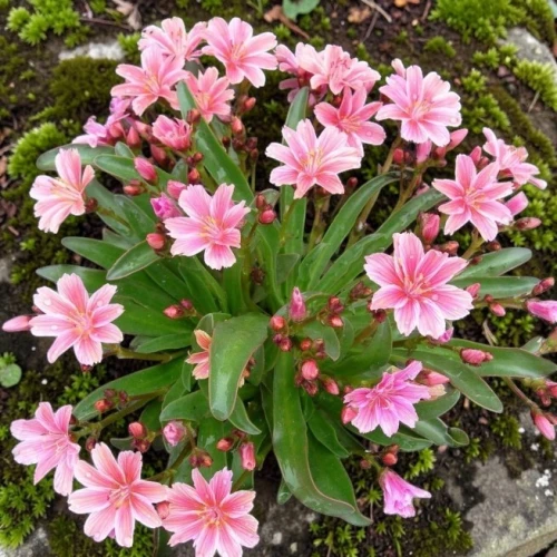 Lewisia Lewizja długopłatkowa Little Plum 1 szt. doniczka P9