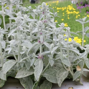 Stachys Czyściec wełnisty 1 szt. doniczka P9