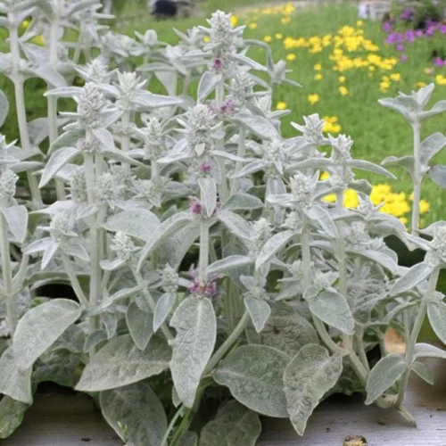 Stachys Czyściec wełnisty 1 szt. doniczka P9
