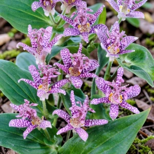Tricyrtis hirta Trójsklepka Lilia żabia 1 szt. doniczka P9