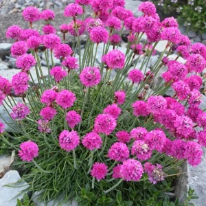 Armeria Zawciąg Dusseldorfer Stolz 1 szt. P9