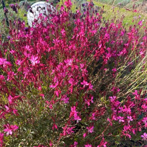 Gaura Lindheimera Gaudi Red 1 szt. doniczka P9