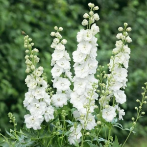 Ostróżka Magic Fountian Pure White 1 szt. doniczka