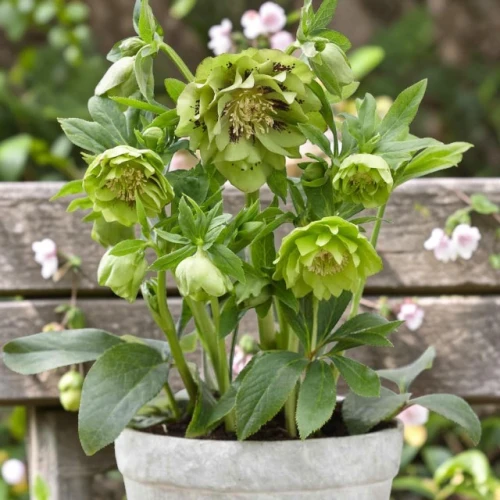 Helleborus Ciemiernik Double Ellen Green 1 szt. doniczka P9