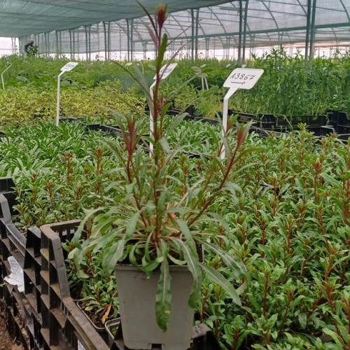 Gaura Lindheimera Gaudi Rose 1 szt. doniczka P9