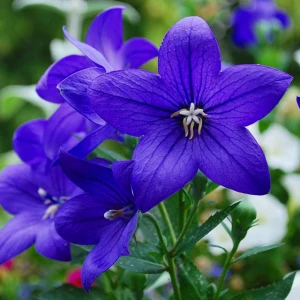 Platycodon Rozwar Mariesii 1 szt. doniczka P9