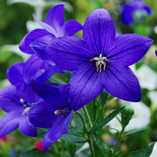 Platycodon Rozwar Mariesii 1 szt. doniczka P9