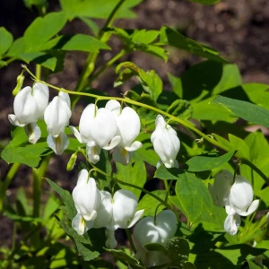 Dicentra Alba Serduszka okazała biała 1 szt. doniczka P9