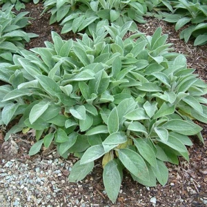 Stachys Czyściec wełnisty Helene Von Stein 1 szt.