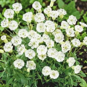 Silene maritima Lepnica nadmorska 1 szt.