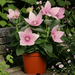 Platycodon Rozwar Astra Pink 1 szt. doniczka P9