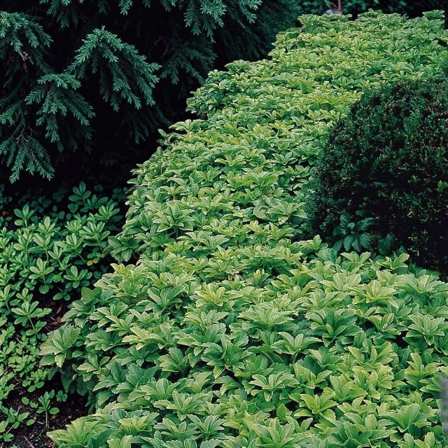 63909_60676