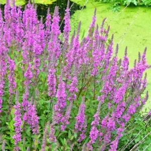 Lythrum Krwawnica pospolita 1 szt. doniczka P9