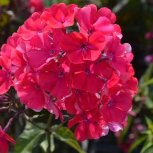 Phlox Płomyk wiechowaty Starfire 1 szt. doniczka P