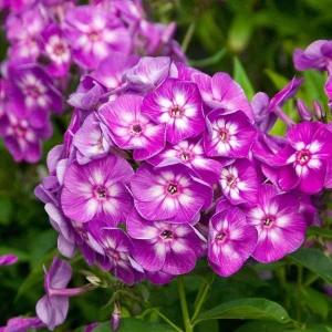 Phlox Płomyk wiechowaty Laura 1 szt. doniczka P9