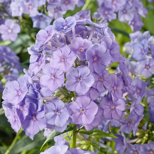Phlox Płomyk wiechowaty Blue Boy 1 szt. doniczka P