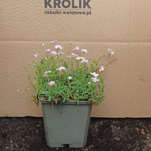 Gipsówka rozesłana Filou Rose 1 szt. doniczka P9