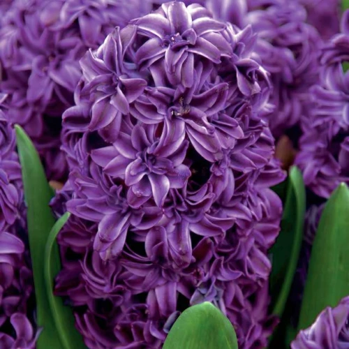 Hiacynt pełny Lili Purple 1 szt.