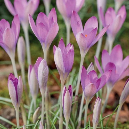 Krokus botaniczny Roseus 10 szt.
