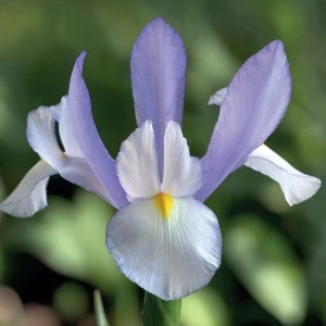 Irys holenderski Claire's Delight 10 szt.