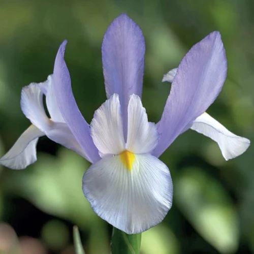 Irys holenderski Claire's Delight 10 szt.