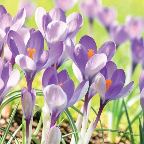 Krokus botaniczny Yalta 10 szt.