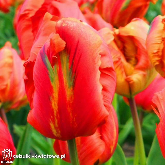 Tulipan papuzi Flower Power 5 szt.