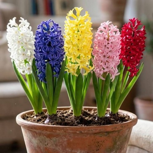 64305_61311