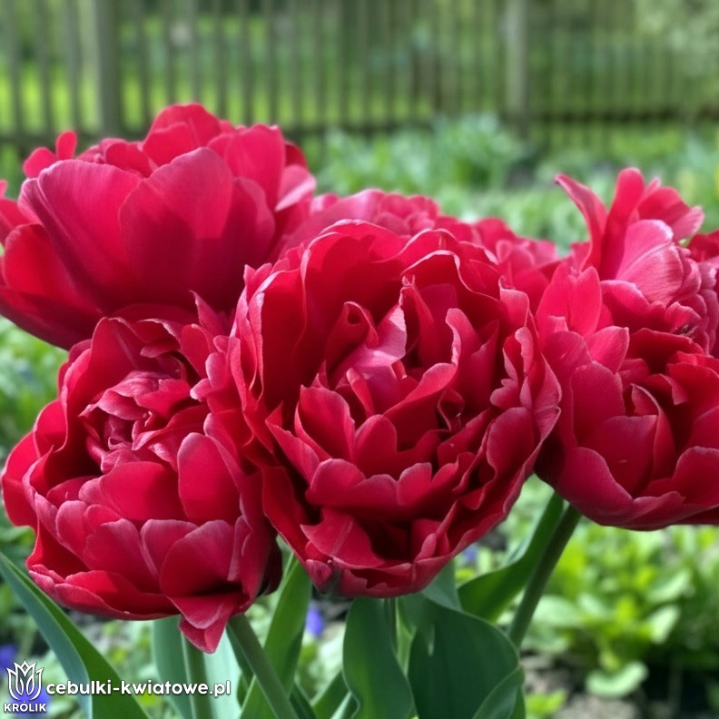 Tulipan pełny Lucky Luuk 5 szt.